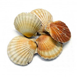 Commander des coquilles Saint-Jacques fraîches