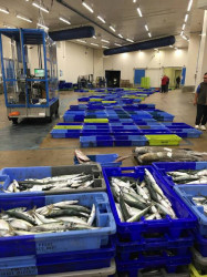 Traiteur de poissons frais pour un repas d'entreprise  